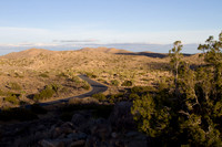 joshuatree09-2336