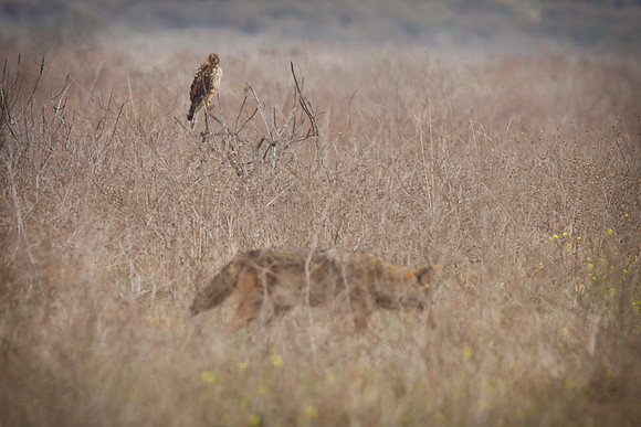 An eye on the competition