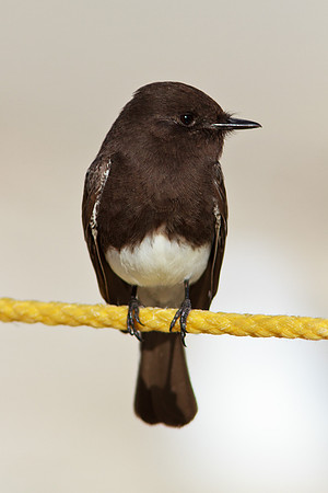 Black Phoebe