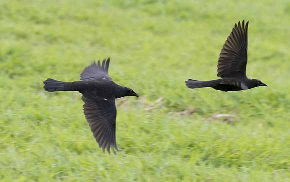 Giant Cowbird
