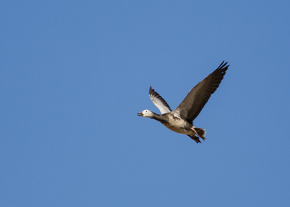 SaltonSea-13-7048