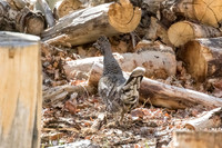 CA-E Sierra2015-4920