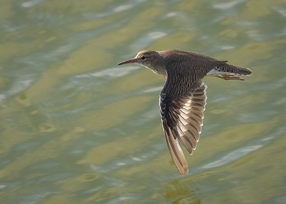 Spotted sandpiper