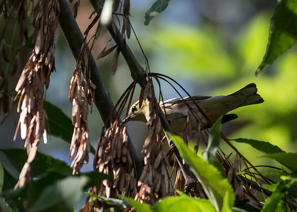 OC-birds-2014-4472