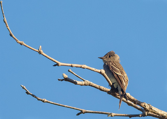 Western wood pewee
