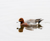 Eurasian Widgeon