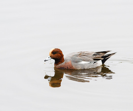 Eurasian Widgeon