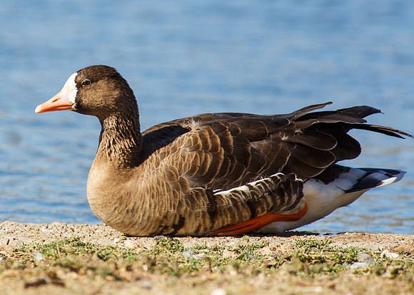 Greater White-fronted Goose