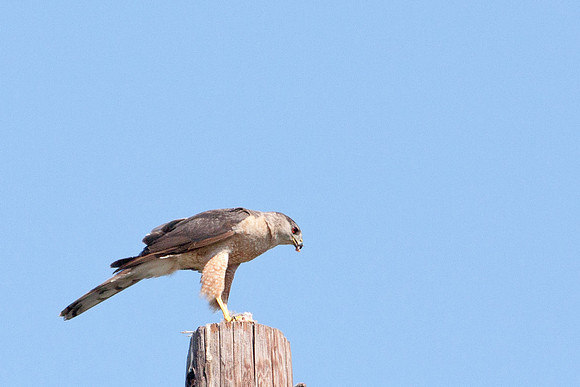 hawk-8284