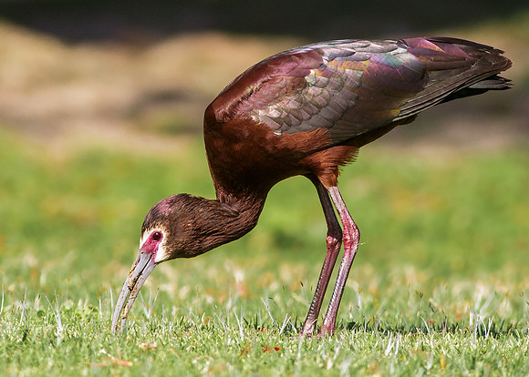 White-Faced Ibis