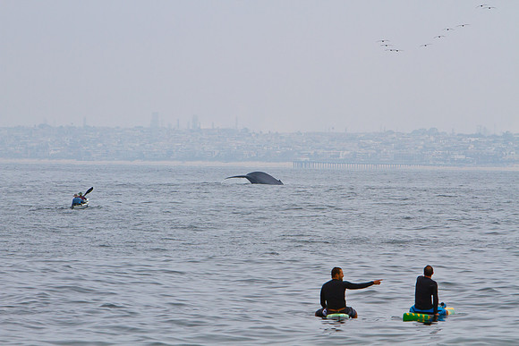 RB-whales-8391