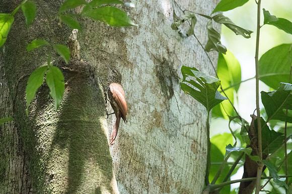 Streak-headed Woodcreeper