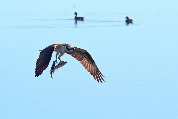 BolsaChica-Nov25-9981