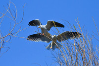 White Tailed Kite - male and female