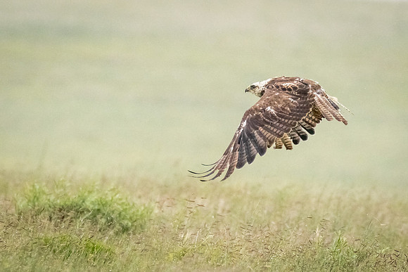 Swainson's Hawk