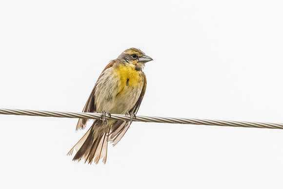 Dickcissel