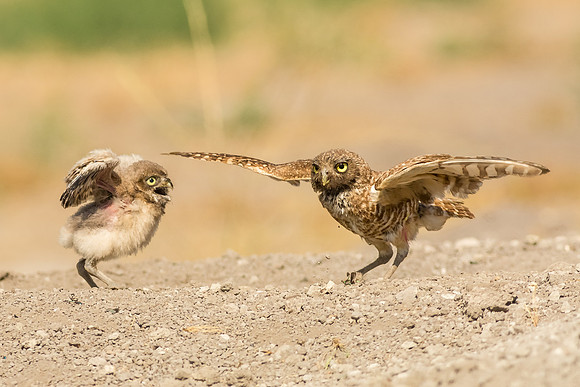 See mom I can do it too....