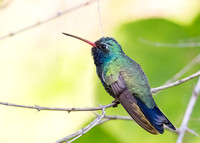 Male Broad-billed hummingbird