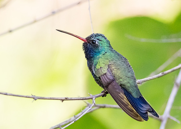 Male Broad-billed hummingbird