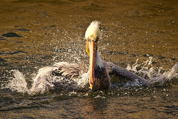 Splish Splash