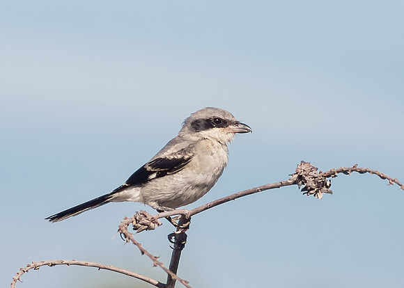 Loggerhead Shrike