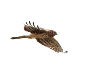 Northern Harrier - Female