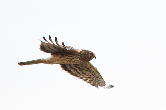 Northern Harrier - Female