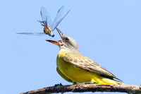 Flippin' dragonfly