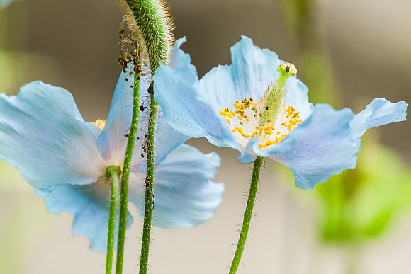 Himalayan Poppy