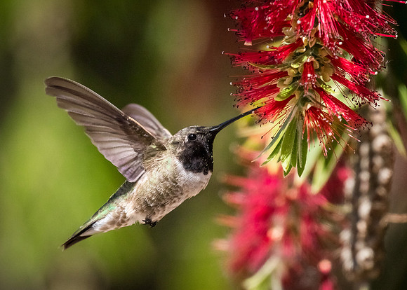 Black-chinned Hummingbird