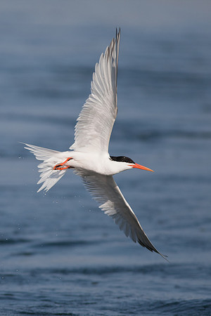 BolsaChica2011-1765