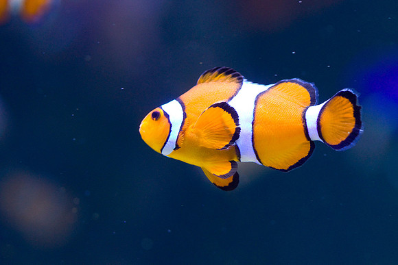 lb-aquarium-1528