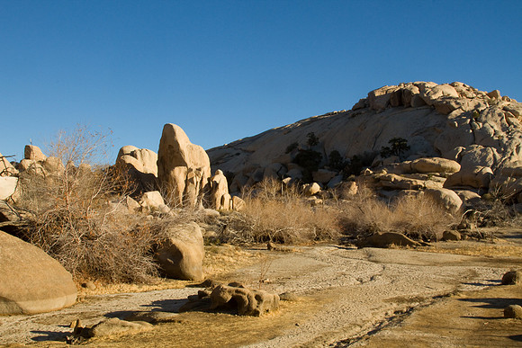 joshuatree09-2546