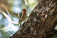 Yellow-bellied Sapsucker