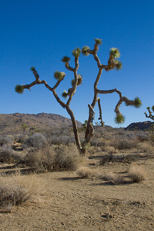 joshuatree09-2615