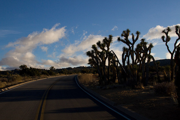 joshuatree09-2343