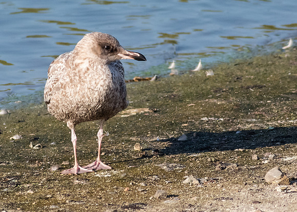 San Joaquin 2014-9102