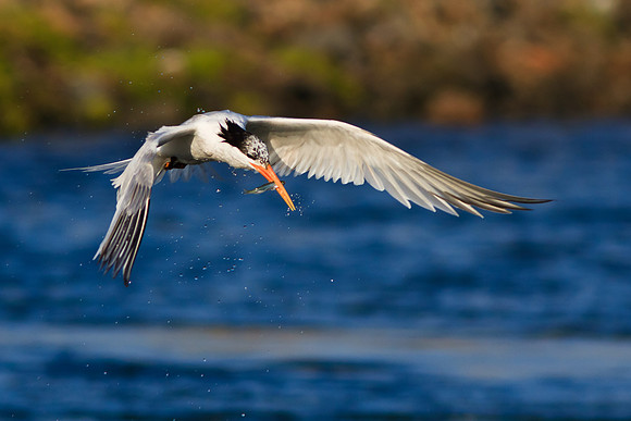 BolsaChica2011-3069