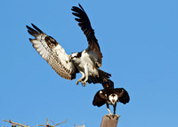 San Joaquin2012-5724