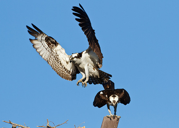 San Joaquin2012-5724
