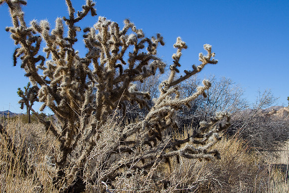 joshuatree09-2667