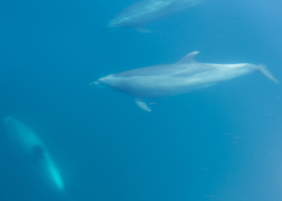 Spring Pelagic Trip