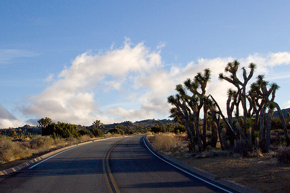 joshuatree09-2341