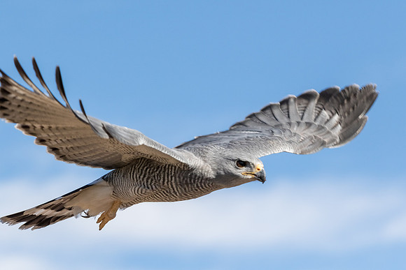 Gray Hawk
