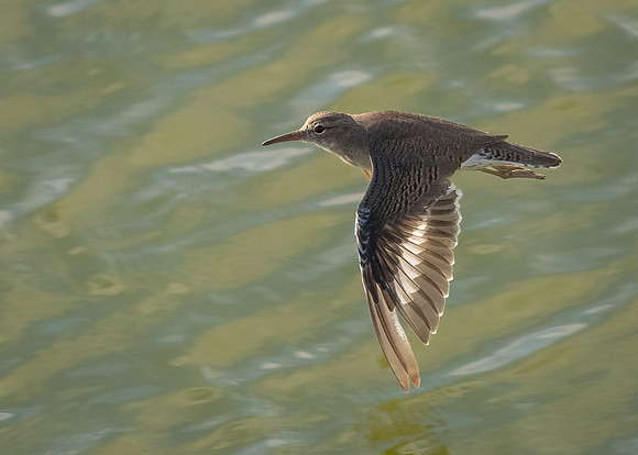 Spotted sandpiper