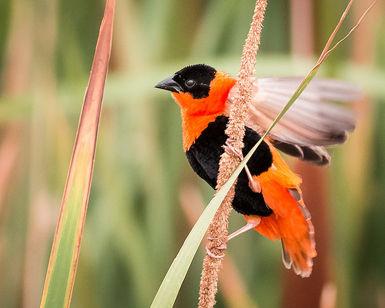 Male Orange Bishop