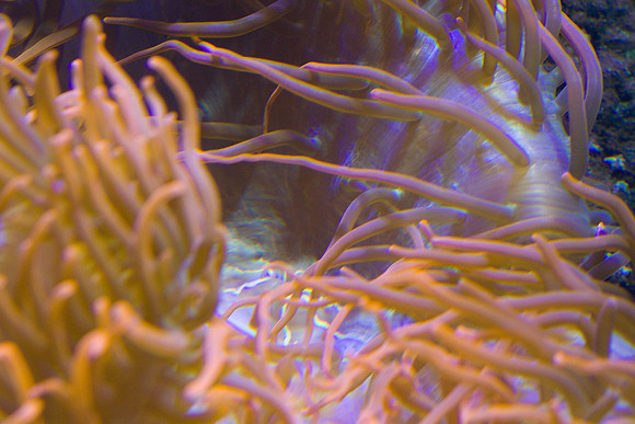 lb-aquarium-1479