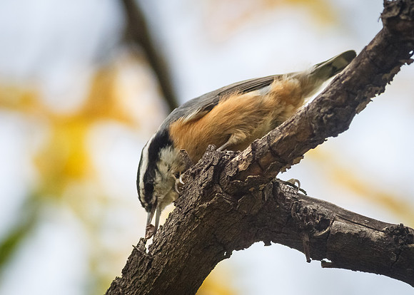 Red-breasted Nuthatch