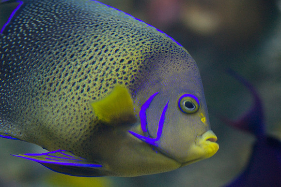 lb-aquarium-1361