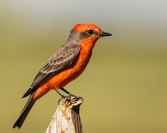 Vermillion Flycatcher